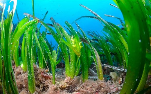 Ancient Seagrass May Be The World's Oldest Living Organism