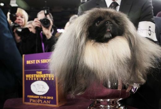 4-Year Old Pekingese Retires After Winning America's Most Prestigious Dog Show