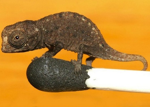 Are The World's Smallest And Largest Lizards Both Victims of Island Dwarfism?