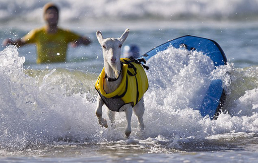This Goat Has Ma-a-a-a-a-d Skills!