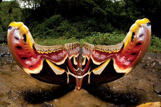 Asia's Atlas Is A Giant Among Moths