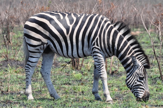 Zebras Have Their Own Bug Repellent?