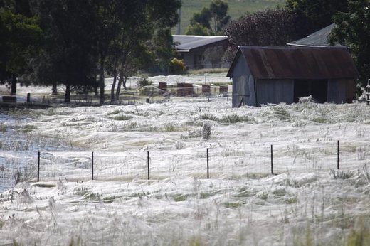 Australian Spiders Weave A Wickedly Cool Web