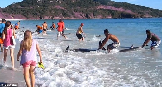Quick Thinking Beachgoers Saves 30 Beached Dolphins