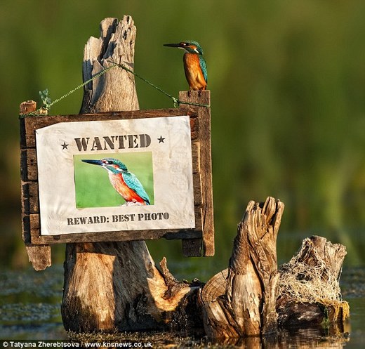 Looking For Me? Kingfisher Responds To 'Wanted' Ad In Person!